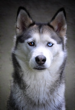 Siberian Husky Puppies Brisbane