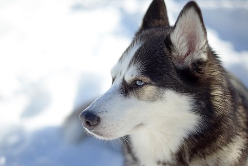 Siberian Husky Puppies Melbourne