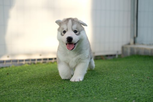 Siberian Husky Puppies NSW