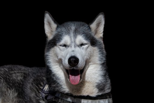 Siberian Husky Puppies Queensland