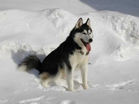 Siberian Husky Puppies South Australia