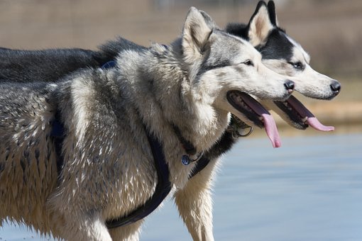 Siberian Husky Puppies Sunshine Coast