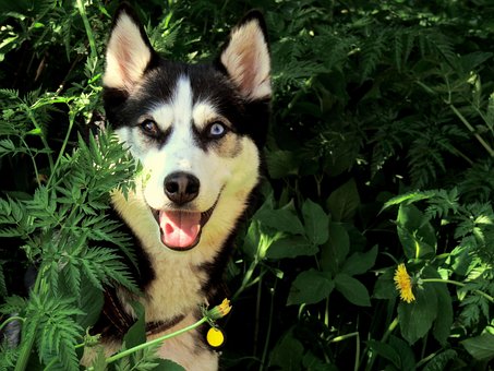 Siberian Husky Puppies Sydney