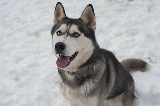 Siberian Husky Puppies Victoria