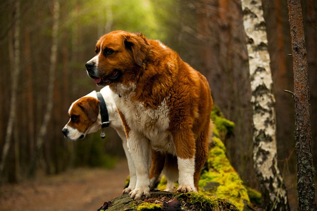 St Bernard Puppies Brisbane