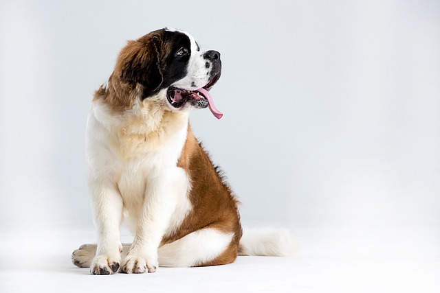 St Bernard Puppies Canberra