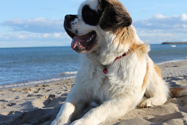 St Bernard Puppies NSW