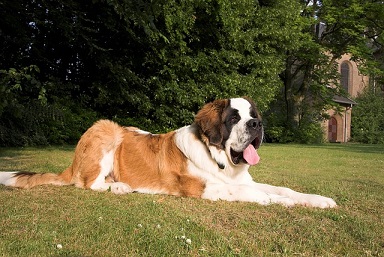 St Bernard Puppies Queensland