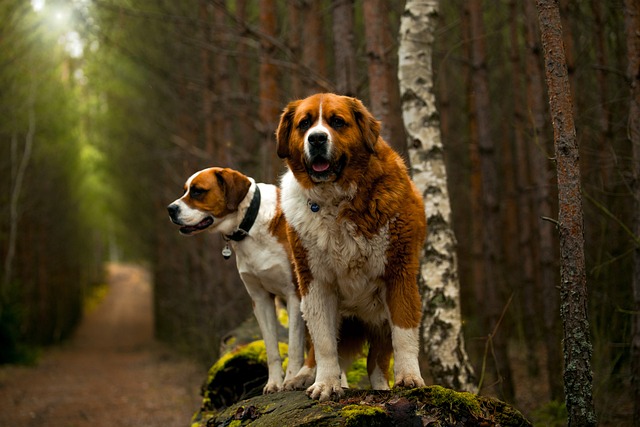 St Bernard Puppies South Australia