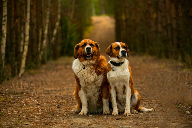 St Bernard Puppies Sunshine Coast