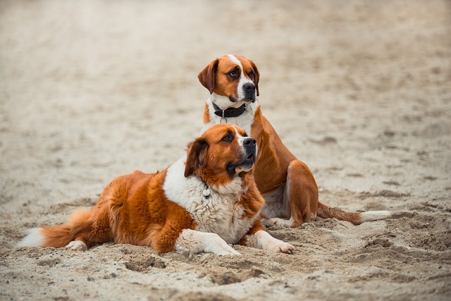 St Bernard Puppies Sydney