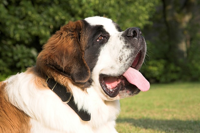 St Bernard Puppies Victoria