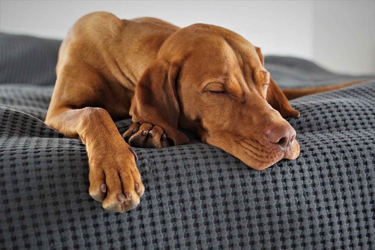 Vizsla Puppies Canberra