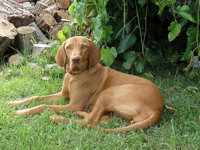 Vizsla Puppies Melbourne