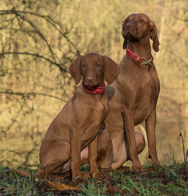 Vizsla Puppies NSW