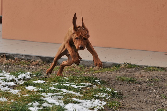 Vizsla Puppies South Australia