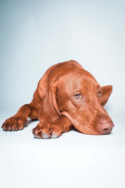 Vizsla Puppies Sunshine Coast