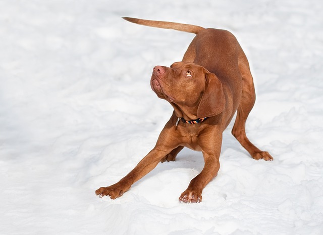 Vizsla Puppies Tasmania