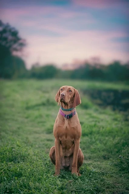 Vizsla Puppies Victoria