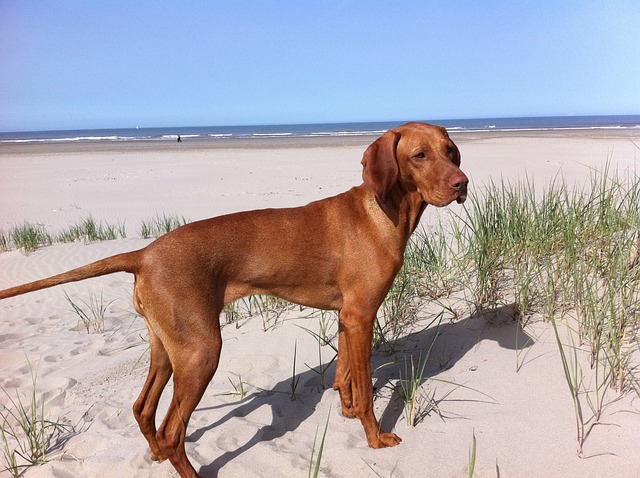 Vizsla Puppies Western Australia