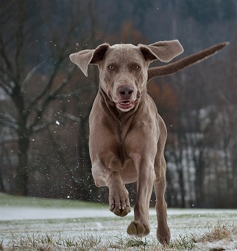 Weimaraner Puppies Brisbane