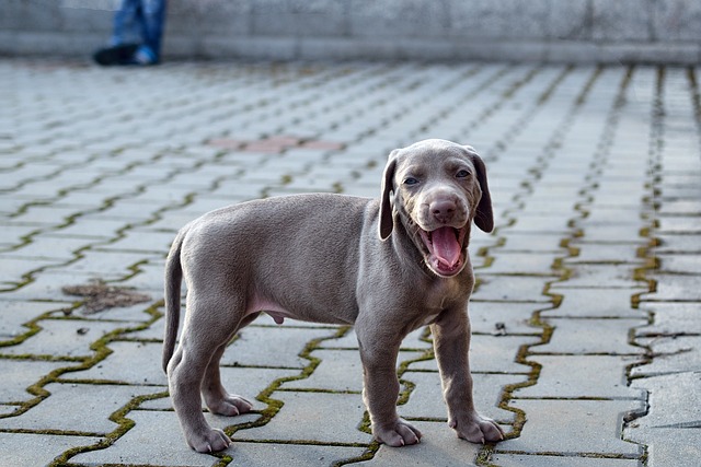 Weimaraner Puppies Canberra