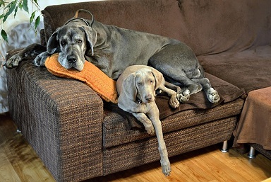 Weimaraner Puppies Melbourne