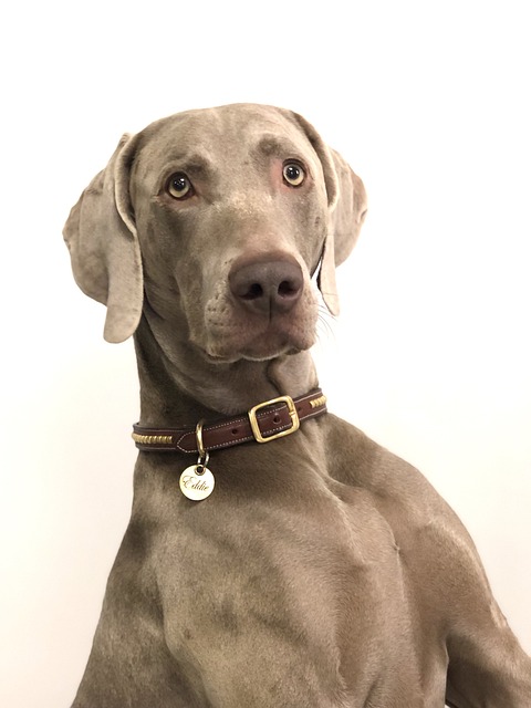 Weimaraner Puppies Queensland