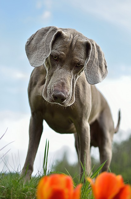 Weimaraner Puppies South Australia