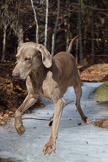 Weimaraner Puppies Sunshine Coast