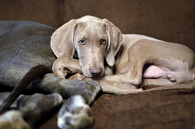 Weimaraner Puppies Sydney