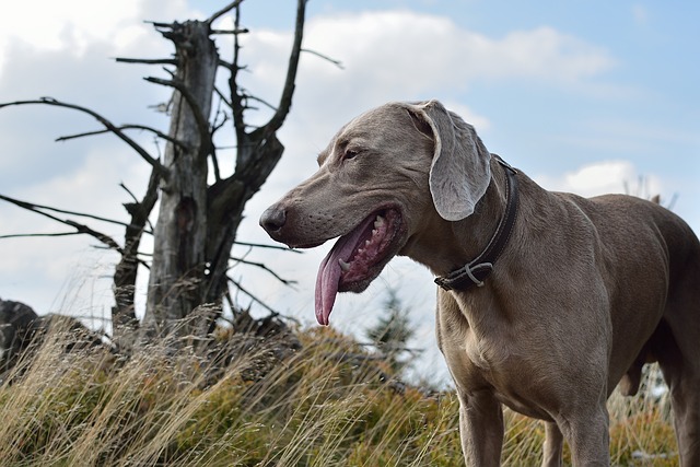 Weimaraner Puppies Tasmania