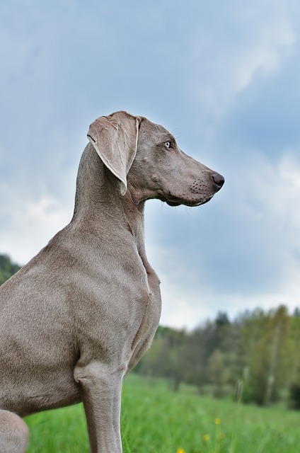 Weimaraner Puppies Western Australia