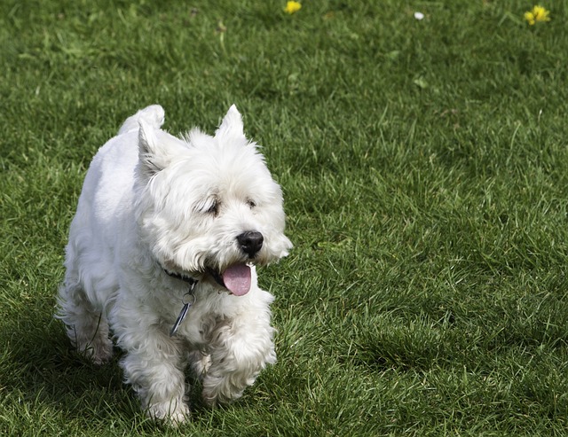 West Highland White Terrier Puppies Brisbane