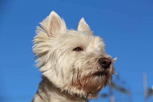 West Highland White Terrier Puppies Melbourne