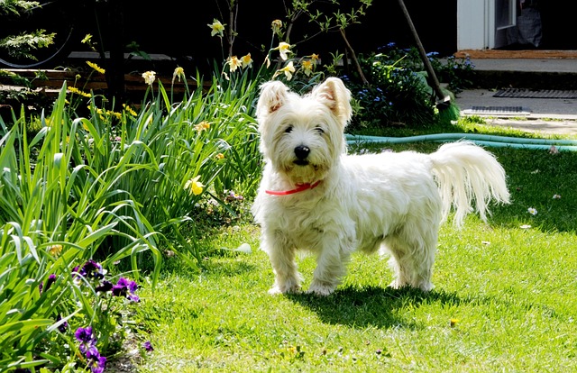 West Highland White Terrier Puppies Queensland