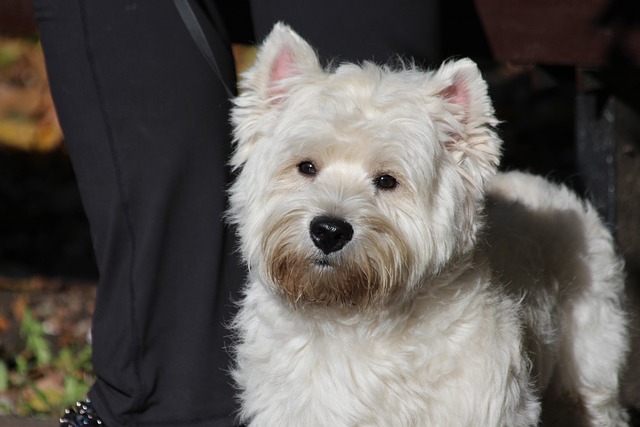 West Highland White Terrier Puppies South Australia