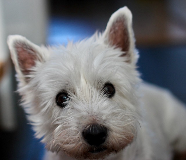 West Highland White Terrier Puppies Sunshine Coast