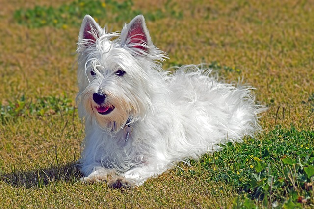 West Highland White Terrier Puppies Sydney