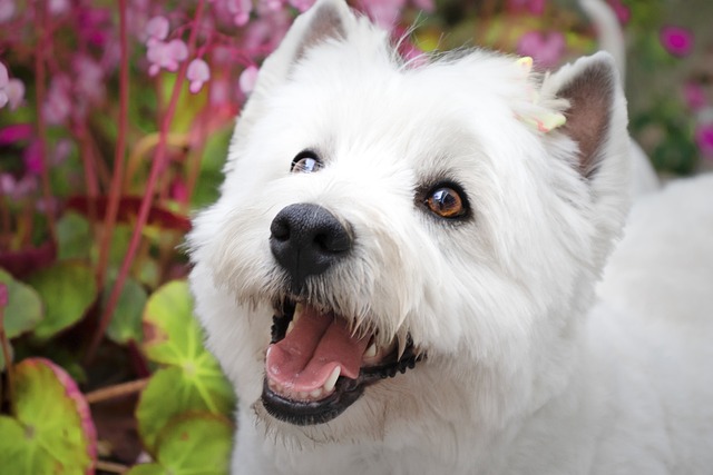 West Highland White Terrier Puppies Victoria