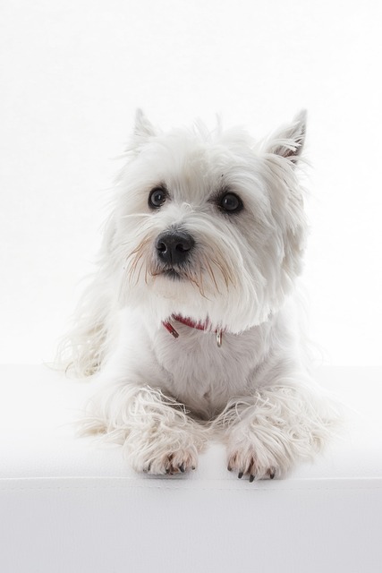 West Highland White Terrier Puppies Western Australia