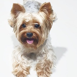 Yorkshire Terrier Puppies Brisbane