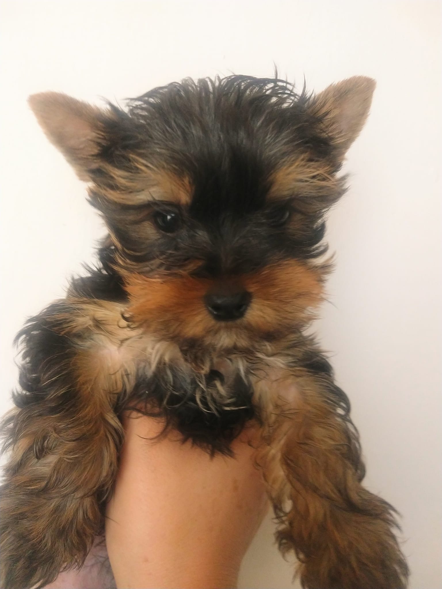 Yorkshire Terrier Puppies Melbourne