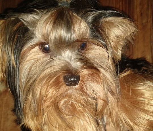 Yorkshire Terrier Puppies NSW