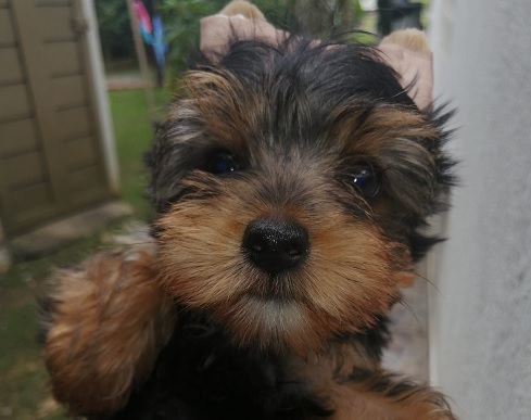 Yorkshire Terrier Puppies Sunshine Coast