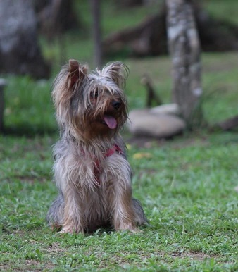 Yorkshire Terrier Puppies Victoria